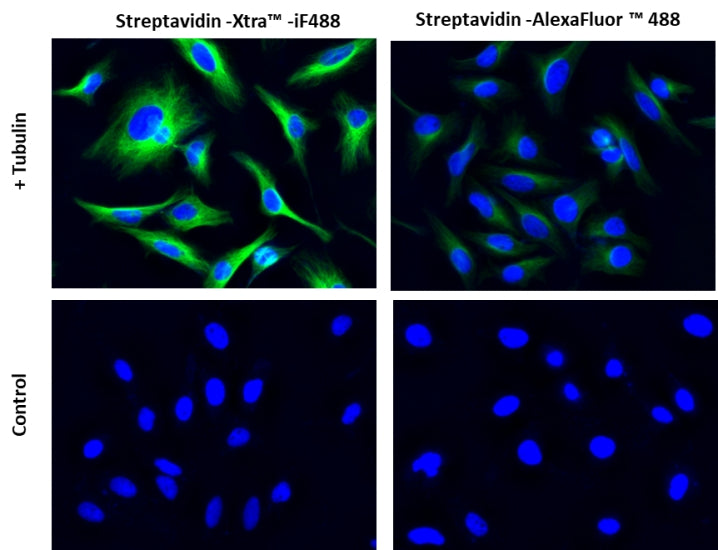 Streptavidin-Xtra™ IF488 - AAT Bioquest