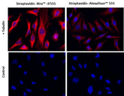 Streptavidin-Xtra™ IF555 - AAT Bioquest