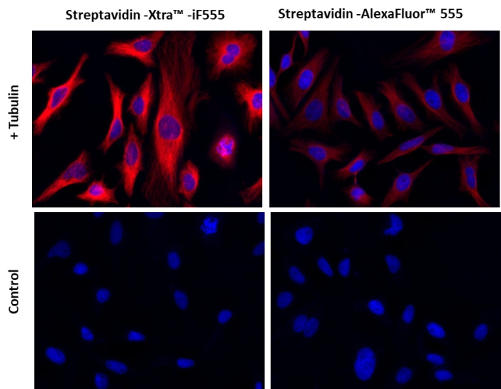 Streptavidin-Xtra™ IF555 - AAT Bioquest