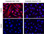 Streptavidin-Xtra™ IF594 - AAT Bioquest