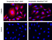 Streptavidin-Xtra™ IF647 - AAT Bioquest