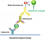 Streptavidin - AAT Bioquest
