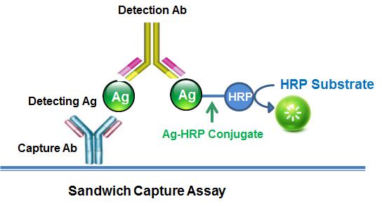 Sulfadimidine-BSA Conjugate - AAT Bioquest