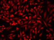SunRed™ Acetate - AAT Bioquest