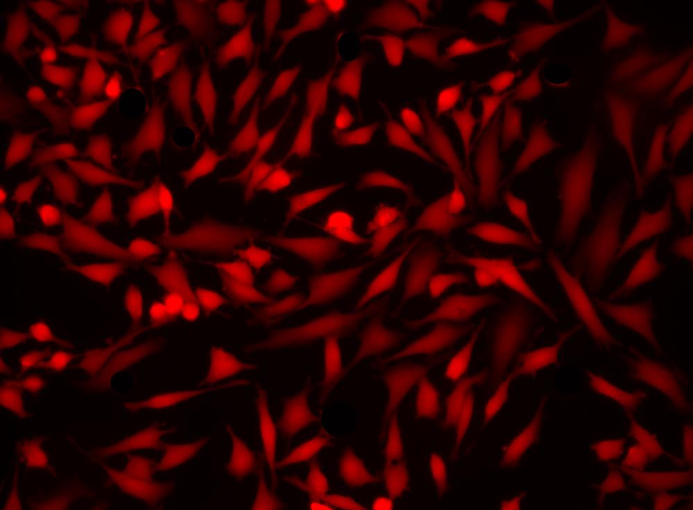 SunRed™ Acetate - AAT Bioquest
