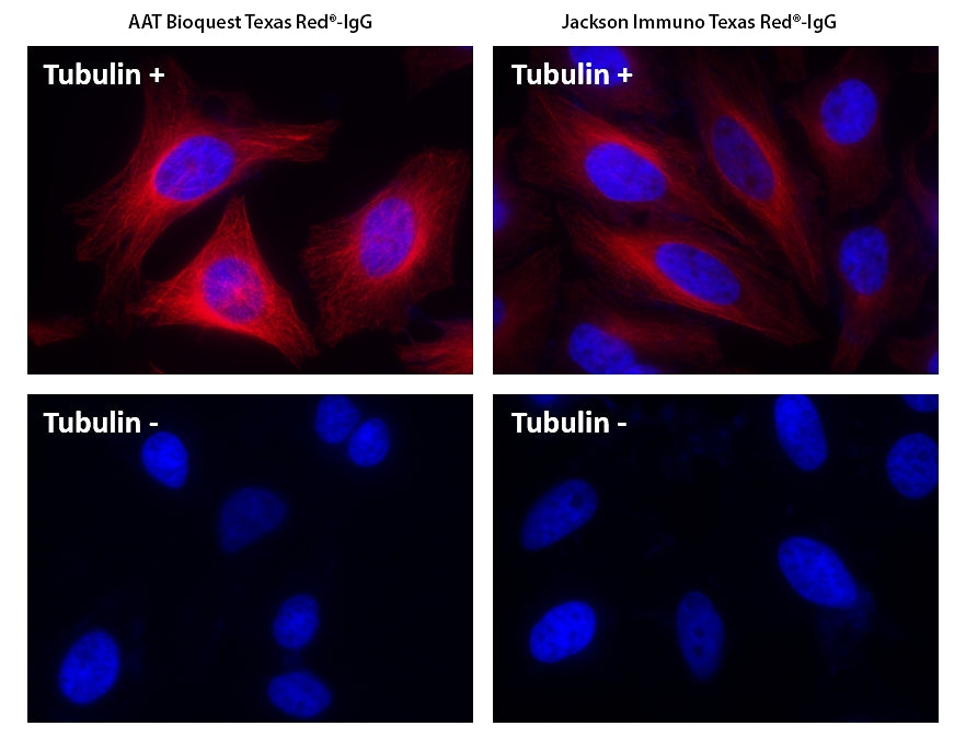 Texas Red® goat anti-mouse IgG (H+L) - AAT Bioquest