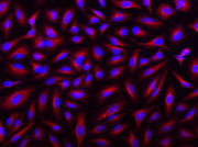 Texas Red®-streptavidin conjugate - AAT Bioquest