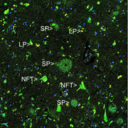 Thioflavin S *CAS 1326-12-1* - AAT Bioquest