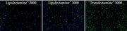 Transfectamine™ 5000 Transfection Reagent - AAT Bioquest
