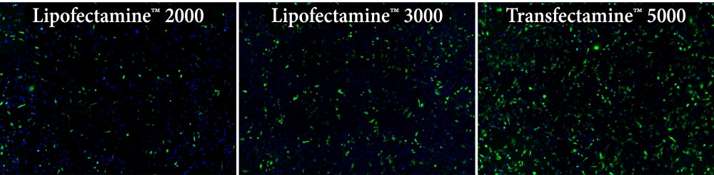 Transfectamine™ 5000 Transfection Reagent - AAT Bioquest