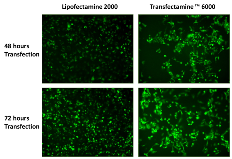 Transfectamine™ 6000 CRISPR Transfection Reagent - AAT Bioquest