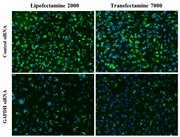 Transfectamine™ 7000 siRNA Transfection Reagent - AAT Bioquest