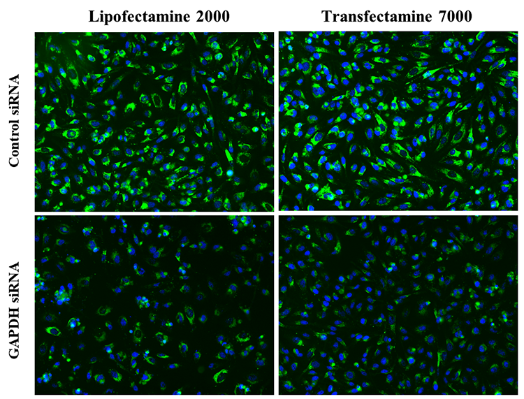 Transfectamine™ 7000 siRNA Transfection Reagent - AAT Bioquest