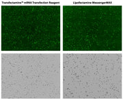 Transfectamine™ mRNA Transfection Reagent - AAT Bioquest