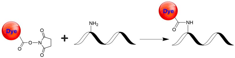 trFluor™ HWS Eu succinimidyl ester *Europium complex* - AAT Bioquest