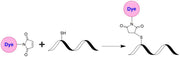 trFluor™ Tb-Cryptate succinimidyl ester - AAT Bioquest