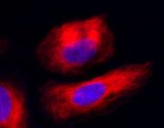 Tubulite™ Deep Red *Cell-Permeable* - AAT Bioquest