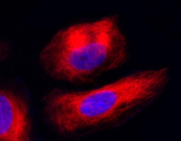 Tubulite™ Deep Red *Cell-Permeable* - AAT Bioquest