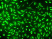 Tubulite™ Green *Cell-Permeable* - AAT Bioquest