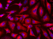 Tubulite™ Red *Cell-Permeable* - AAT Bioquest