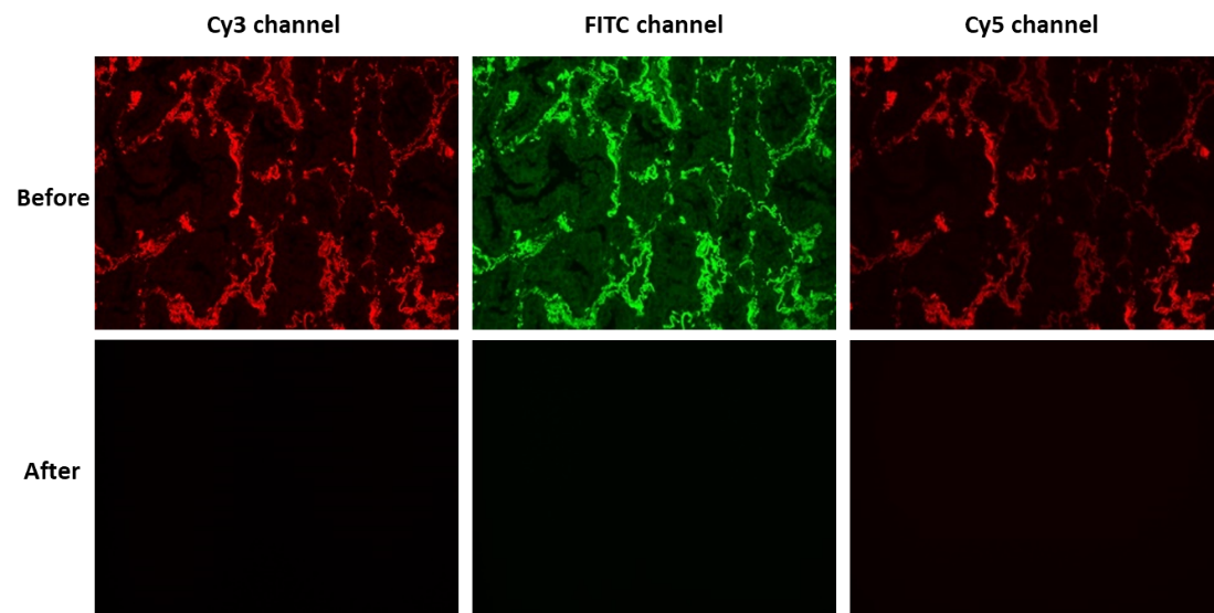XAF Black™ Lipofuscin Autofluorescence Blocker - AAT Bioquest