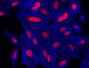 XFD350 Phalloidin - AAT Bioquest