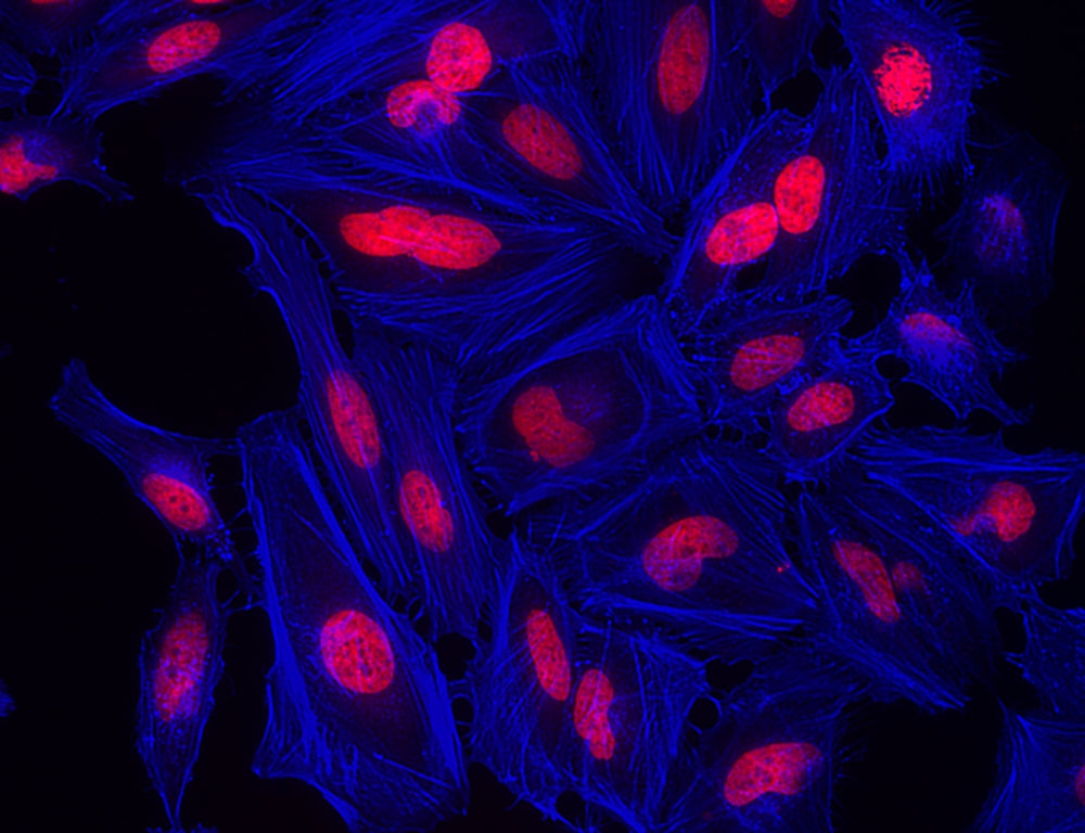 XFD350 Phalloidin - AAT Bioquest