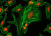 XFD488 Phalloidin - AAT Bioquest