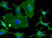 XFD488-Wheat Germ Agglutinin (WGA) Conjugate - AAT Bioquest
