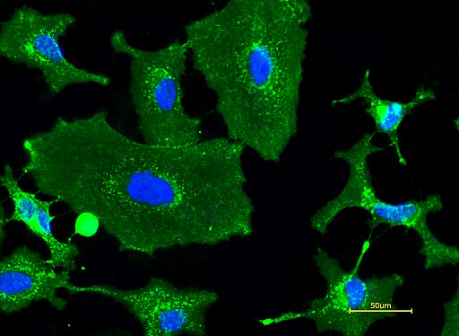 XFD488-Wheat Germ Agglutinin (WGA) Conjugate - AAT Bioquest
