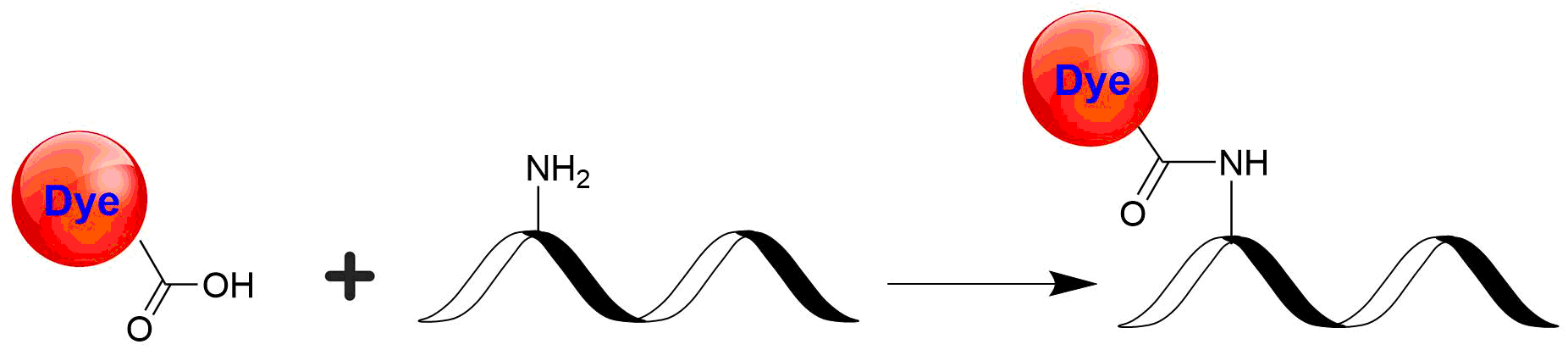 XFD555 acid - AAT Bioquest
