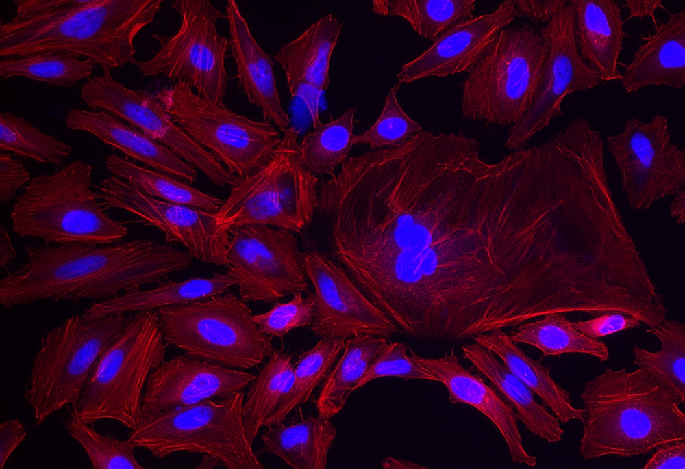 XFD594 Phalloidin - AAT Bioquest