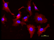 XFD594-Wheat Germ Agglutinin (WGA) Conjugate - AAT Bioquest