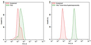 Xite™ Green beta-D-galactopyranoside - AAT Bioquest