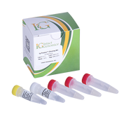 ig-Fusion™ Cloning Kit