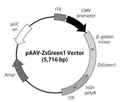 pAAV-ZsGreen1 Vector - Gene function - Takara Bio