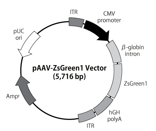 pAAV-ZsGreen1 Vector - Gene function - Takara Bio
