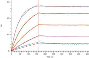 Recombinant Cynomolgus IL-17A (C-6His)