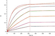 Recombinant Human Siglec-10 (C-mFc)