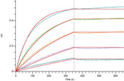 Recombinant Human CD98 (N-mFc)