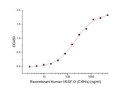 Recombinant Human VEGF-D (C-6His)