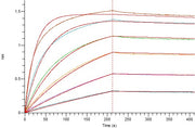 Recombinant Human CD98 (C-6His)