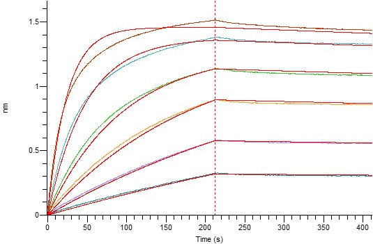 Recombinant Human CD98 (C-6His)