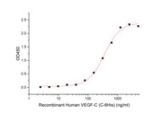 Recombinant Human VEGF-C (C-6His)