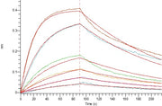 Recombinant Human FOLR1 (C-6His)