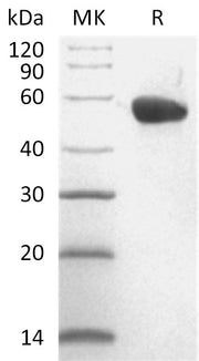 Recombinant Cynomolgus CD40 (C-Fc)