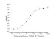 Recombinant Human TGFBR2 (C-Fc)