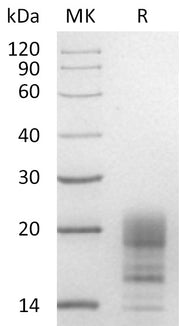 Recombinant Human INSL3 (C-6His)