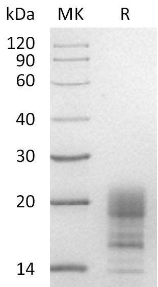 Recombinant Human INSL3 (C-6His)
