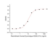 Recombinant Human/Cynomolgus CD28 (C-Fc)